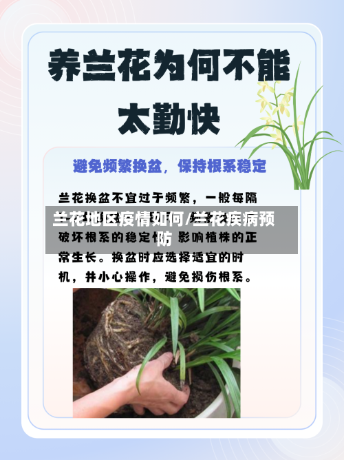 兰花地区疫情如何/兰花疾病预防